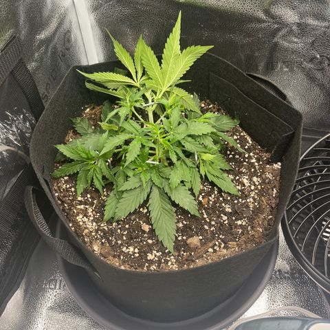 Wedding Cake Auto growlog photo: More LST today