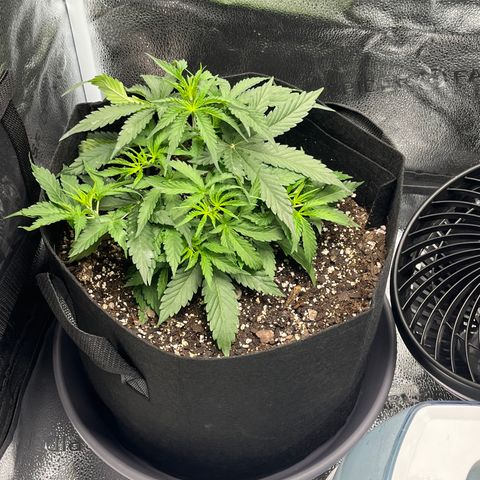Wedding Cake Auto growlog timeline photo