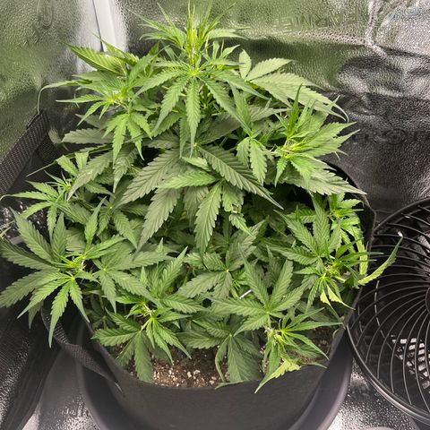 Wedding Cake Auto growlog timeline photo