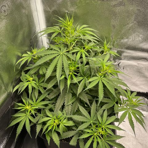 Wedding Cake Auto growlog timeline photo