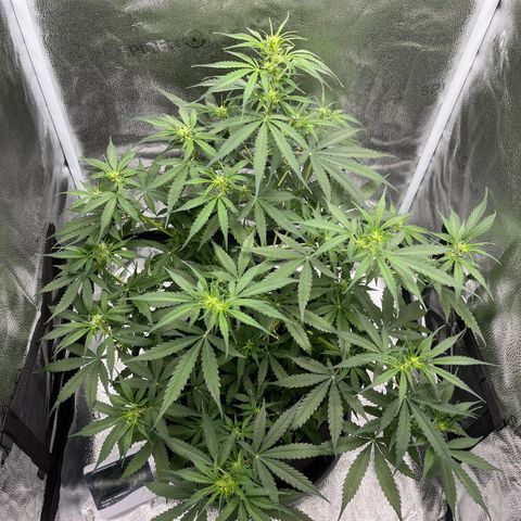 Wedding Cake Auto growlog timeline photo