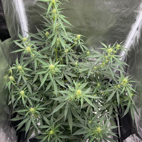 Wedding Cake Auto growlog timeline photo