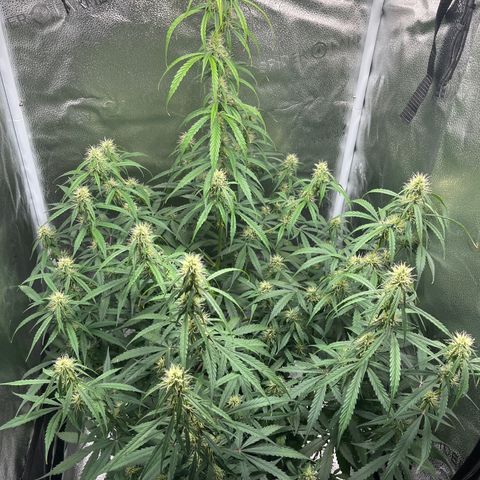 Wedding Cake Auto growlog timeline photo