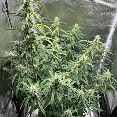 Wedding Cake Auto growlog timeline photo