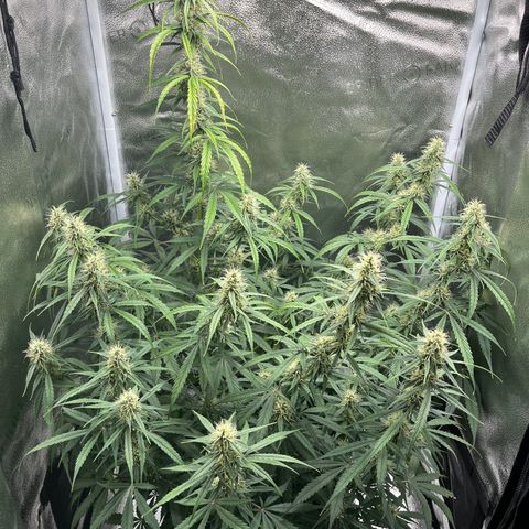 Wedding Cake Auto growlog timeline photo