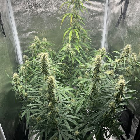 Wedding Cake Auto growlog timeline photo