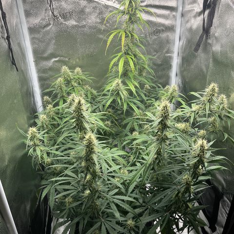 Wedding Cake Auto growlog timeline photo