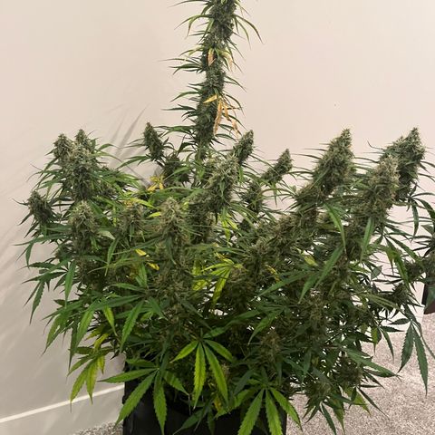 Wedding Cake Auto growlog photo: Harvesting tomorrow 