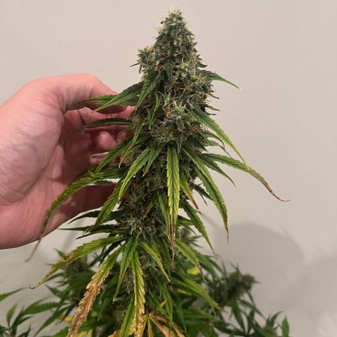 Wedding Cake Auto growlog photo: Harvesting tomorrow 