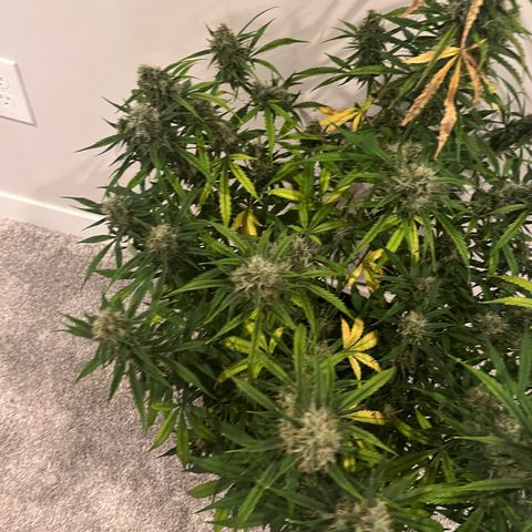 Wedding Cake Auto growlog photo: Harvesting tomorrow 