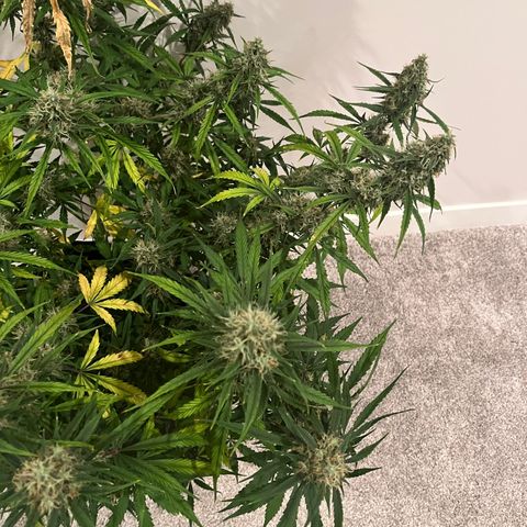 Wedding Cake Auto growlog photo: Harvesting tomorrow 