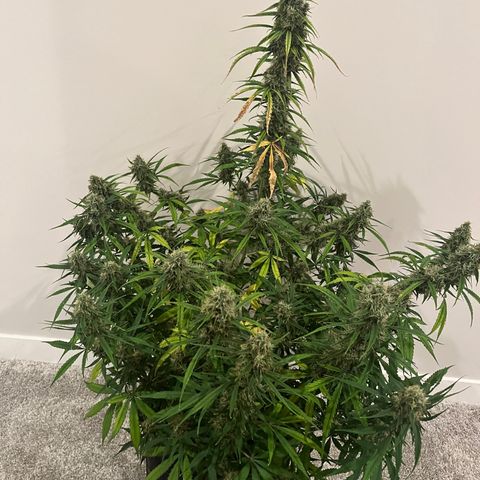 Wedding Cake Auto growlog photo: Harvesting tomorrow 