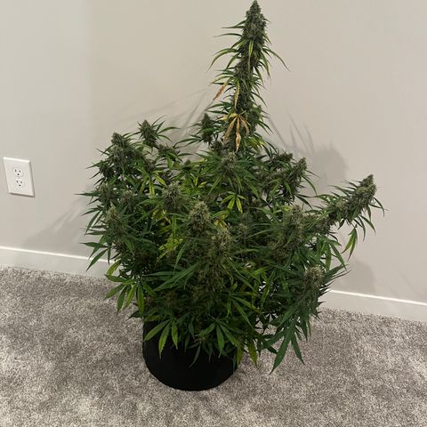 Wedding Cake Auto growlog photo: Harvesting tomorrow 
