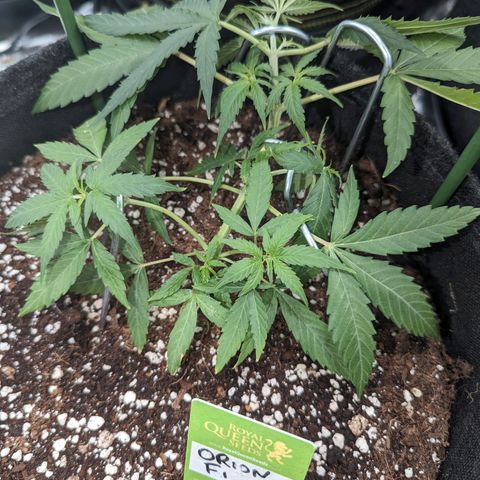 Orion F1 hybrid #1 growlog timeline photo