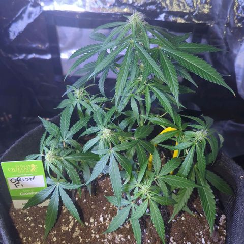Orion F1 hybrid #1 growlog timeline photo
