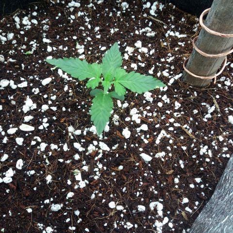 Amirani Auto - Caucasian  growlog timeline photo