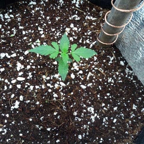 Amirani Auto - Caucasian  growlog timeline photo