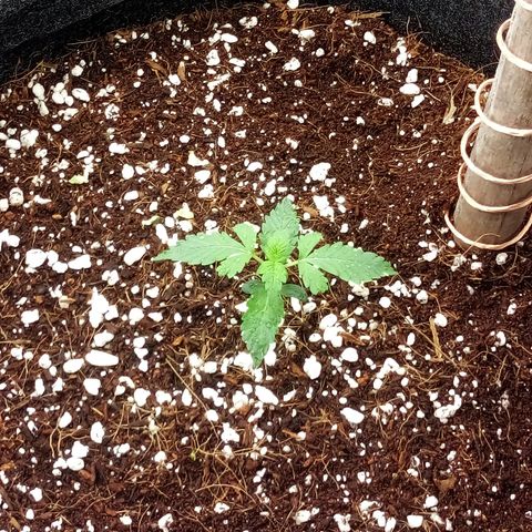 Amirani Auto - Caucasian  growlog timeline photo