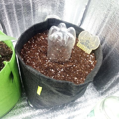 Amirani Auto - Caucasian  growlog timeline photo