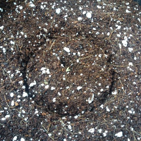 Amirani Auto - Caucasian  growlog timeline photo