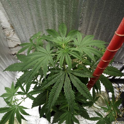 Gorila Zkittlez Auto Barney's Farm  growlog timeline photo