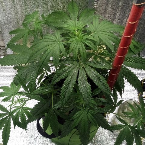 Gorila Zkittlez Auto Barney's Farm  growlog timeline photo
