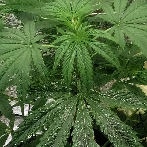 Gorila Zkittlez Auto Barney's Farm  growlog timeline photo