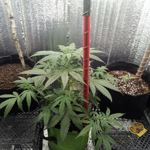 Gorila Zkittlez Auto Barney's Farm  growlog timeline photo