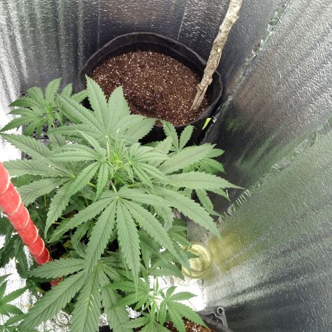 Gorila Zkittlez Auto Barney's Farm  growlog timeline photo