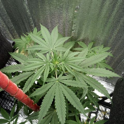 Gorila Zkittlez Auto Barney's Farm  growlog timeline photo