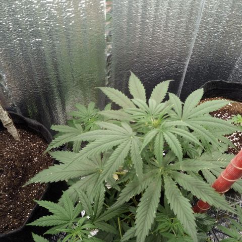 Gorila Zkittlez Auto Barney's Farm  growlog timeline photo