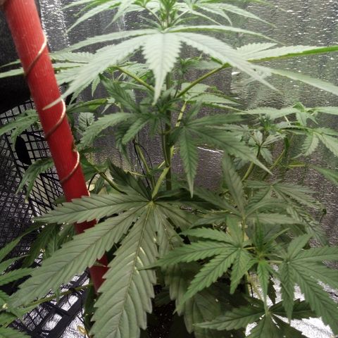 Gorila Zkittlez Auto Barney's Farm  growlog timeline photo