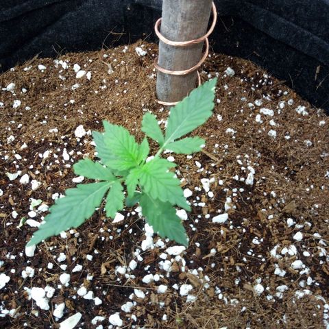 Amirani Auto - Caucasian  growlog timeline photo