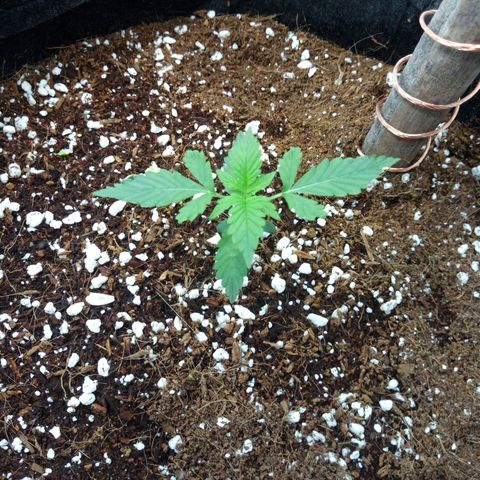 Amirani Auto - Caucasian  growlog timeline photo