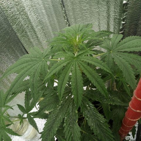Gorila Zkittlez Auto Barney's Farm  growlog timeline photo