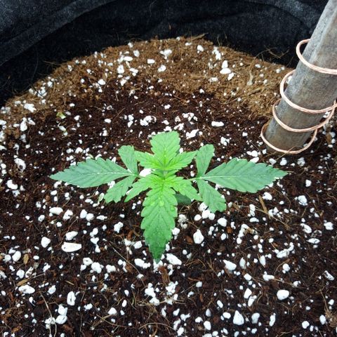 Amirani Auto - Caucasian  growlog timeline photo