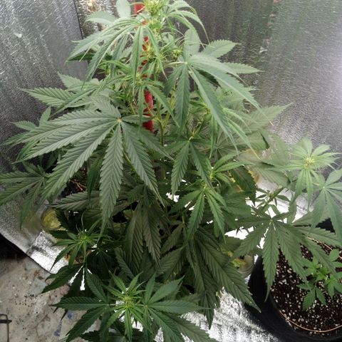 Gorila Zkittlez Auto Barney's Farm  growlog timeline photo