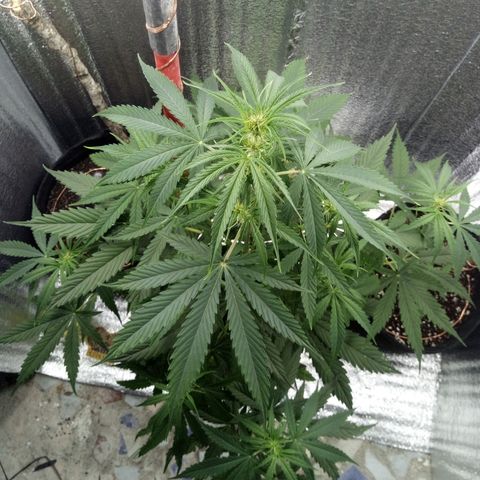 Gorila Zkittlez Auto Barney's Farm  growlog timeline photo