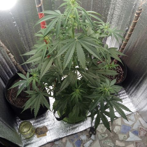 Gorila Zkittlez Auto Barney's Farm  growlog timeline photo