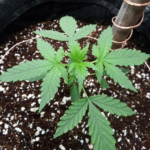 Amirani Auto - Caucasian  growlog timeline photo