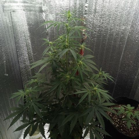 Gorila Zkittlez Auto Barney's Farm  growlog timeline photo