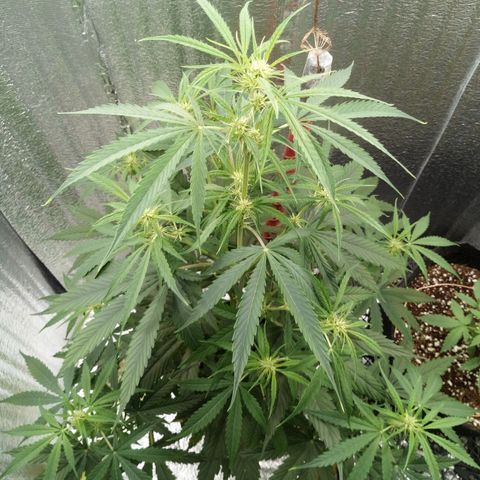 Gorila Zkittlez Auto Barney's Farm  growlog timeline photo