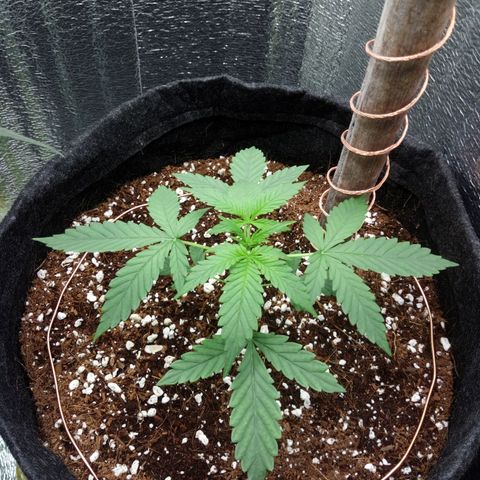 Amirani Auto - Caucasian  growlog timeline photo