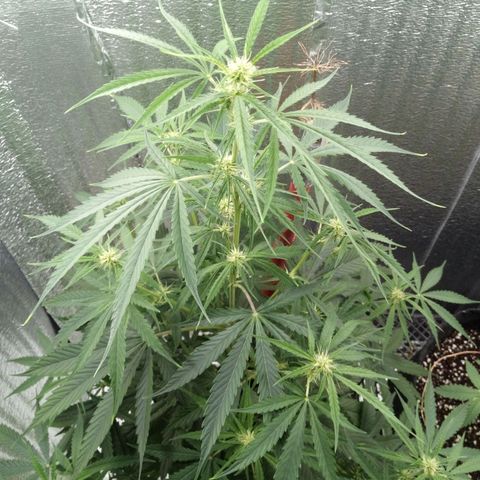 Gorila Zkittlez Auto Barney's Farm  growlog timeline photo