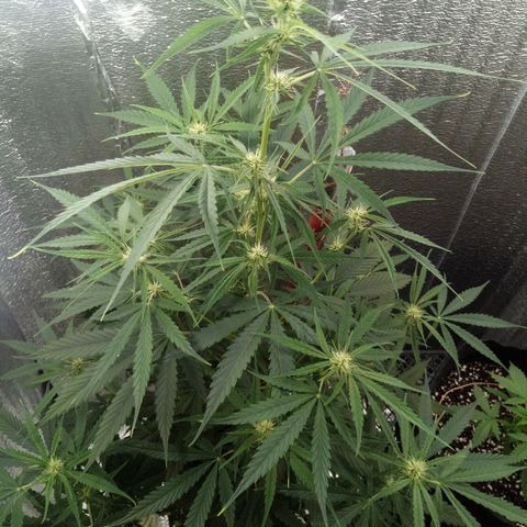 Gorila Zkittlez Auto Barney's Farm  growlog timeline photo