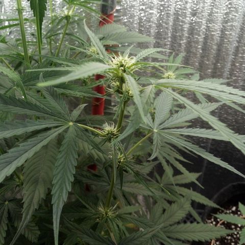 Gorila Zkittlez Auto Barney's Farm  growlog timeline photo