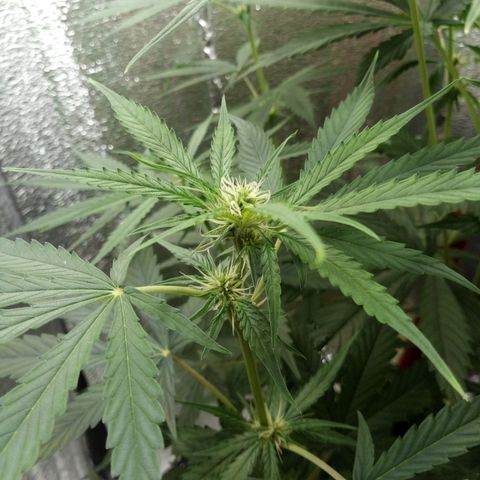 Gorila Zkittlez Auto Barney's Farm  growlog timeline photo
