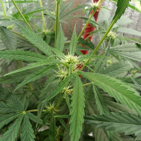 Gorila Zkittlez Auto Barney's Farm  growlog timeline photo