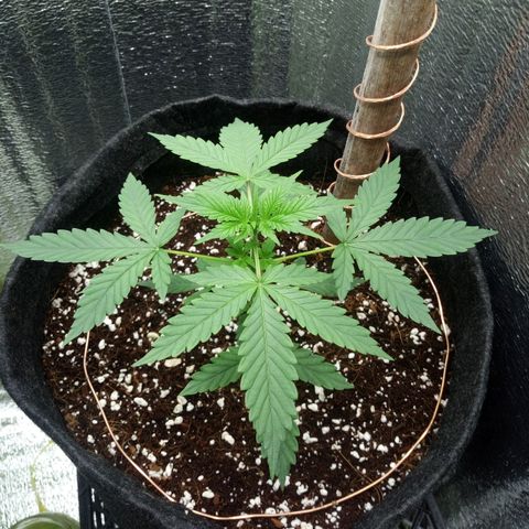 Amirani Auto - Caucasian  growlog timeline photo