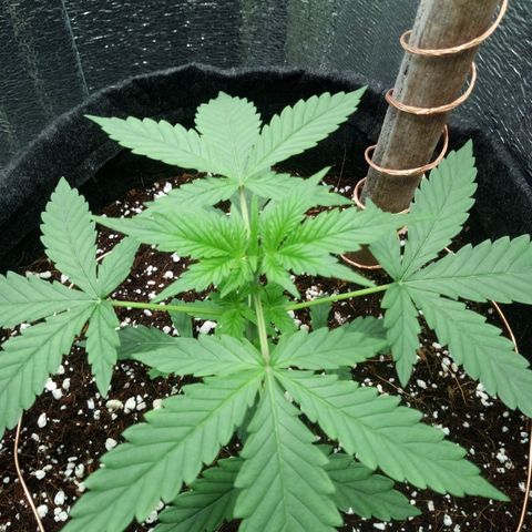 Amirani Auto - Caucasian  growlog timeline photo